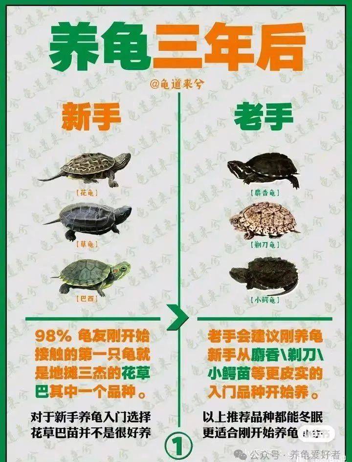 龟最新政策，重塑生态与未来的关键策略