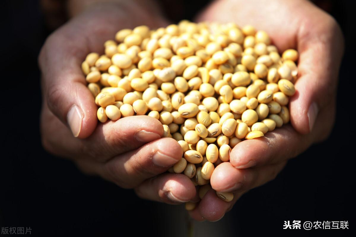 美国大豆价格最新动态，市场走势与影响因素分析